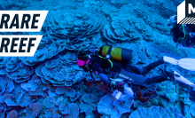 Divers discovered a pristine coral reef deep below the ocean surface — Future Blink