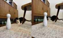 Colby Jack the cat playing with the PetSafe Bolt Laser Cat Toy