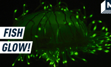 A close-up of a green biofluorescent jellyfish glowing in the dark. Caption on the right reads "Fish Glow!"