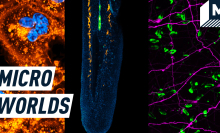 A split screen shows three colourful images of cell processes. Caption reads: "micro worlds"