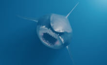 a shark swimming up from the ocean depths