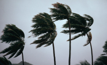 palm trees are blown by a tropical storm