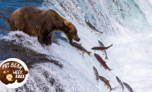 a bear standing atop a waterfall catching fish