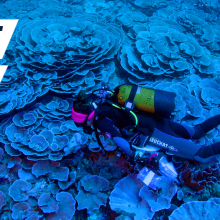 Divers discovered a pristine coral reef deep below the ocean surface — Future Blink