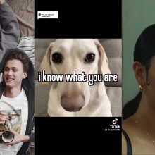 Skam "This was my 'Heartstopper'" meme, homophobic dog meme that reads, "i know what you are," and Maddy in 'Euphoria.'