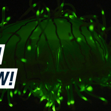 A close-up of a green biofluorescent jellyfish glowing in the dark. Caption on the right reads "Fish Glow!"