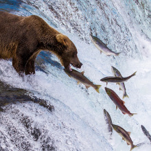 a bear standing atop a waterfall catching fish