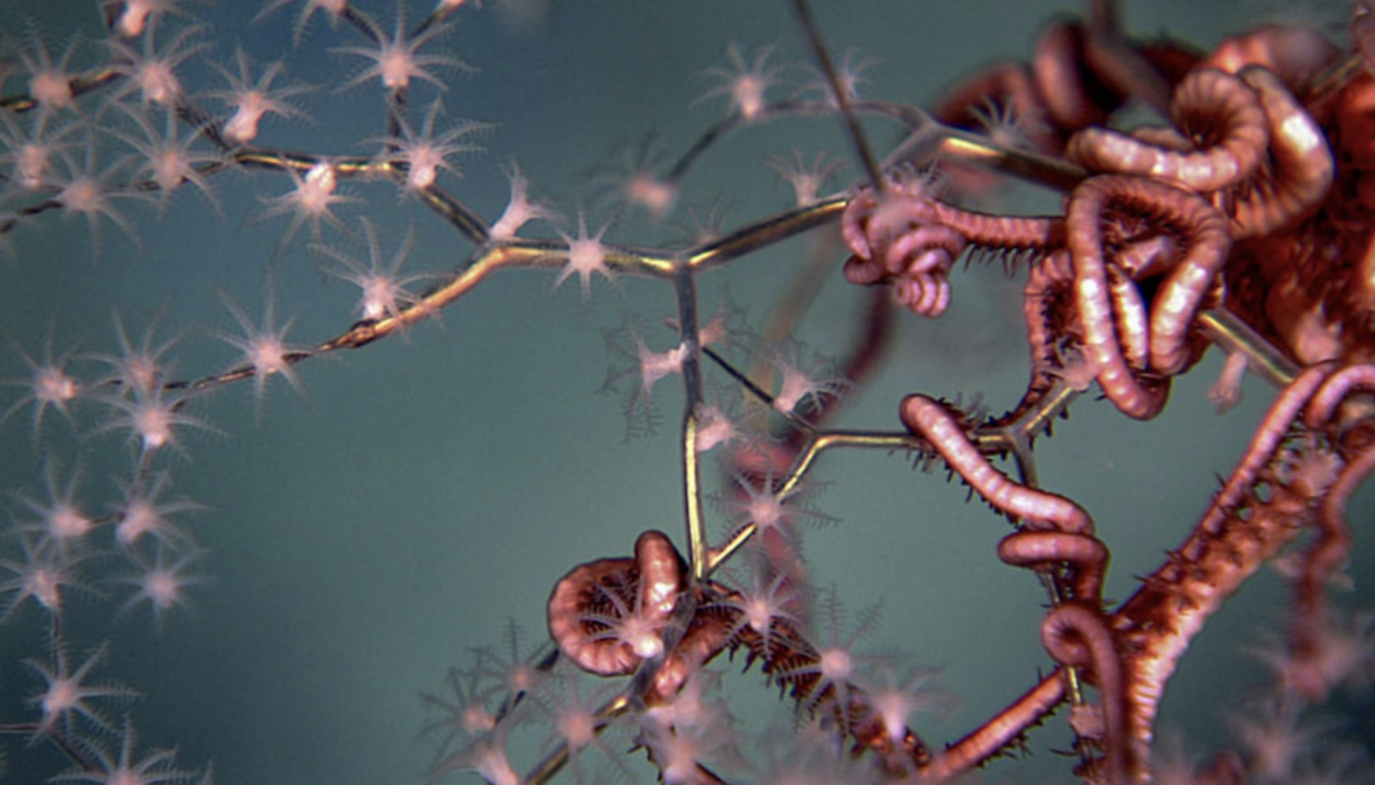 coral intertwined with a brittle star