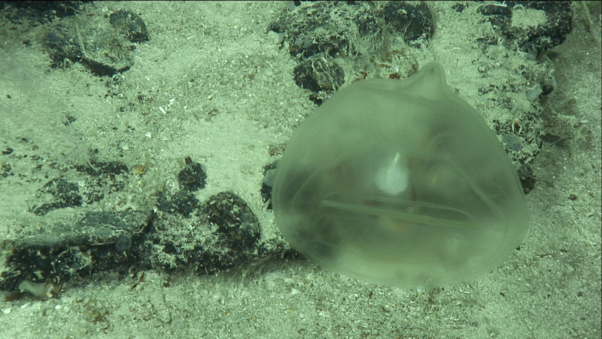 a transparent ocean organism swimming above the ocean floor