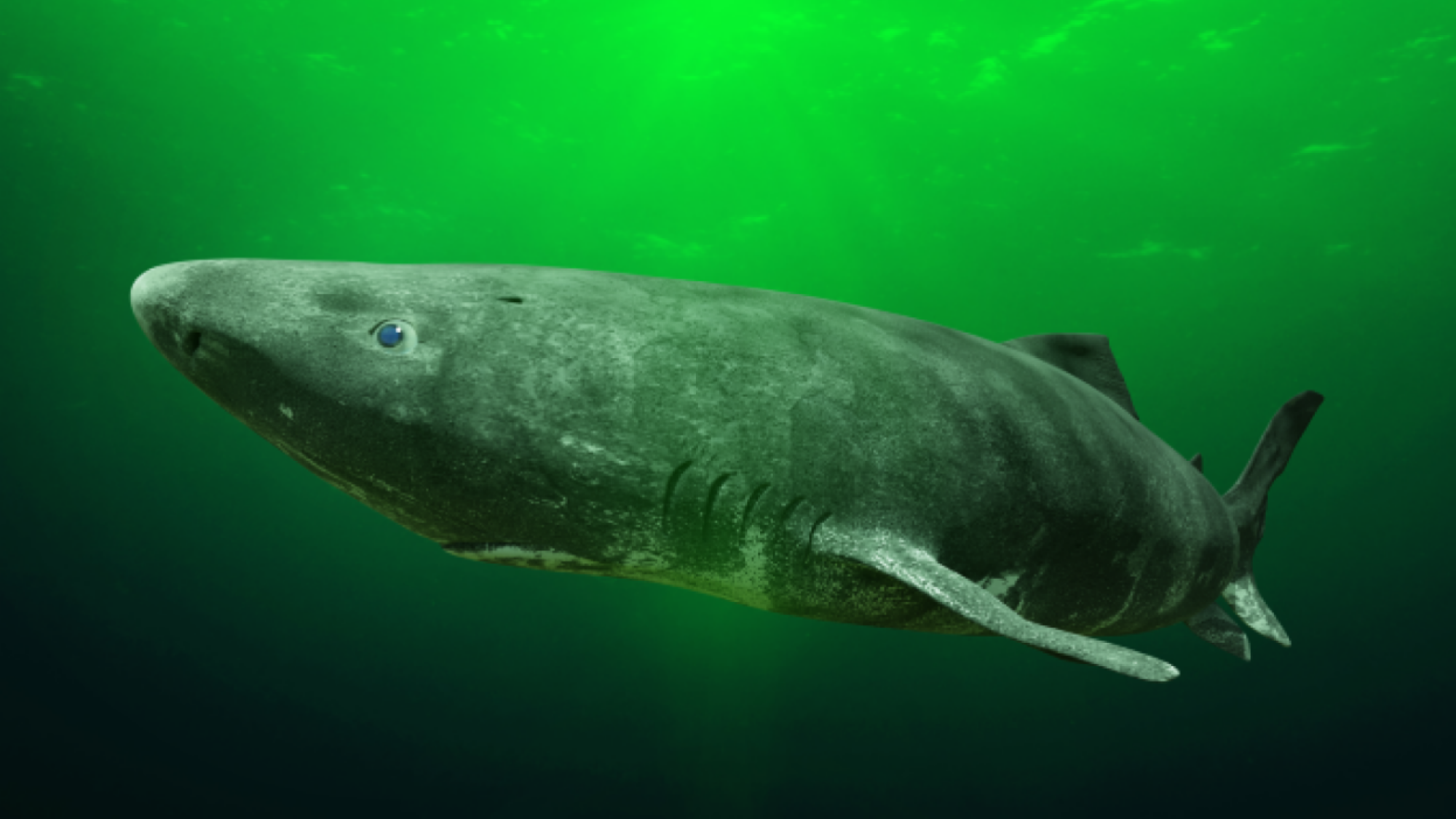 A Greenland shark swimming in the ocean.