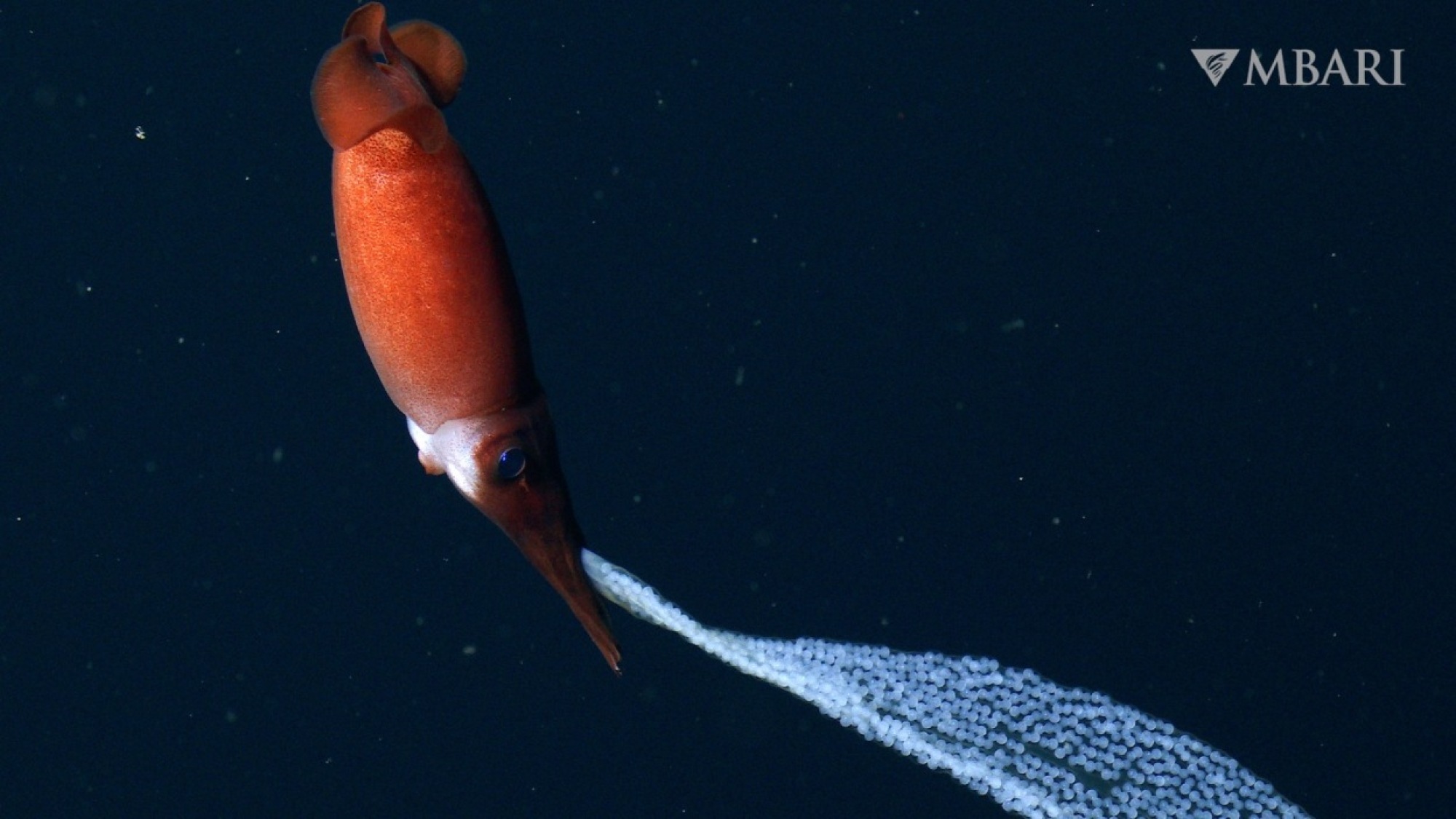 a squid with a long trail of eggs