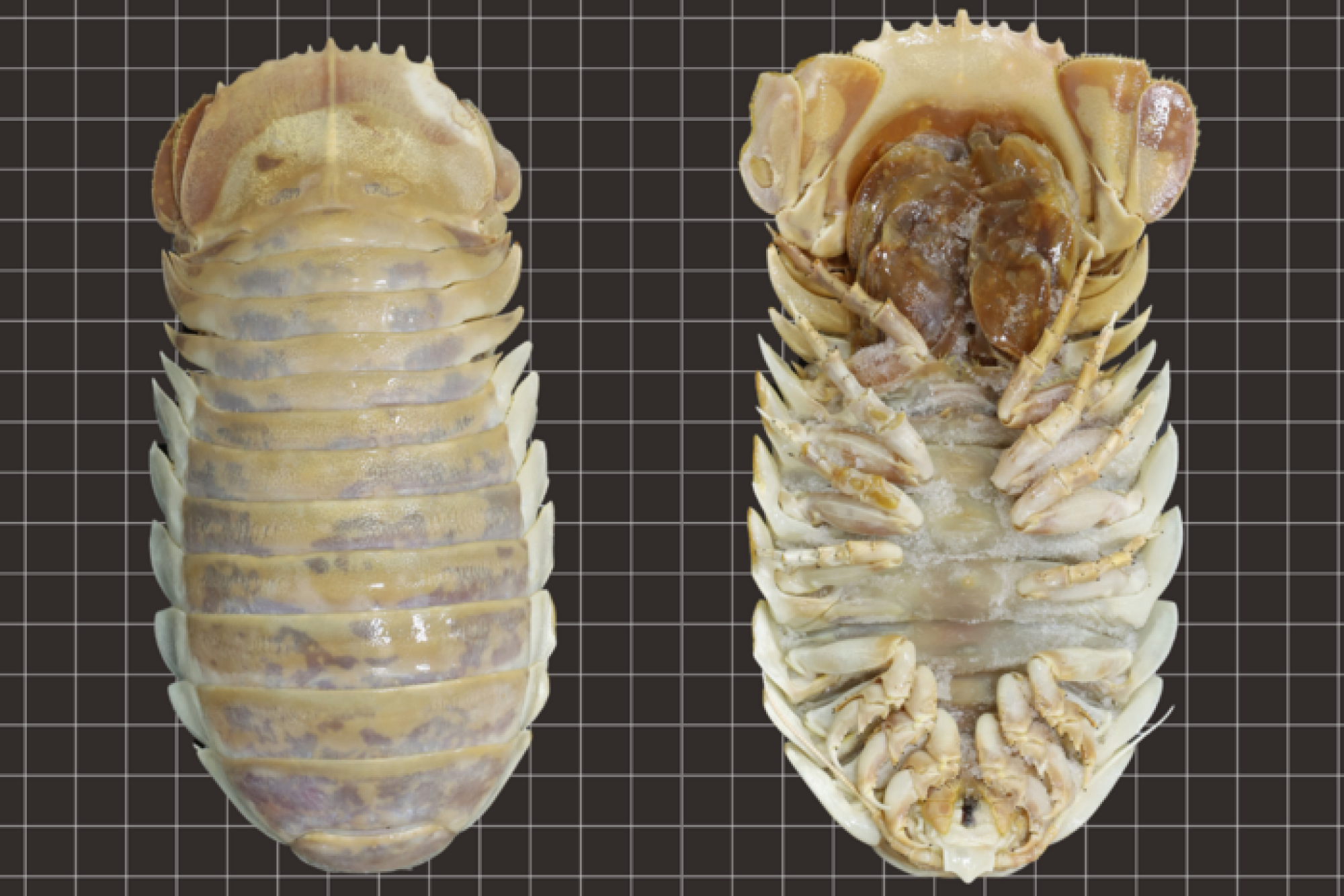 top and bottom view of a large isopods